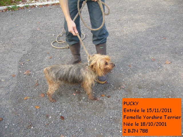 PUCKY Yorkshire Terrier 2BJN788 Pucky210