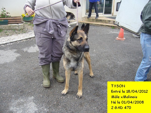 TYSON xMalinois 2GAD470 Tyson_12