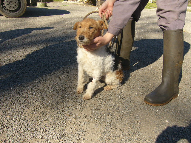 USUA - fox terrier 9 ans - Refuge de l'Angoumois à Mornac ('16) Usua510