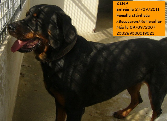 zina - ZINA xBeauceron/Rottweiller 250269500019021  Zina2_10