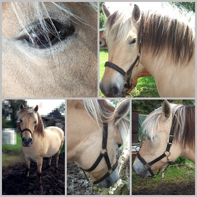 Fotos von Pferden/Ponys zuhause - Seite 40 Page10