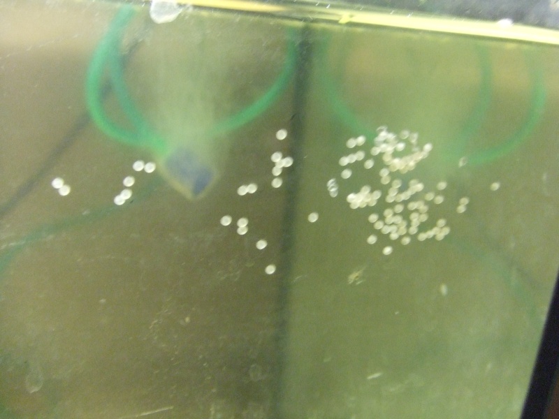 Méthode pour la reproduction des Corydoras Dscf1125
