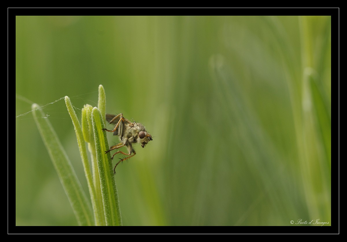 Macro de nkd90 _dsc0021