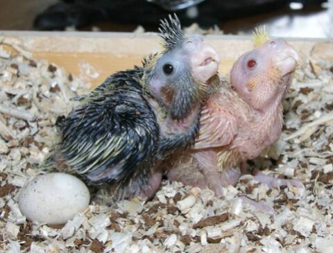 Bebe De 21 Jours Mort Bebe De 21 Jours Mort