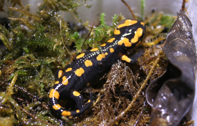 Salamandra s. terrestris (soumis au CDC) Img_6410