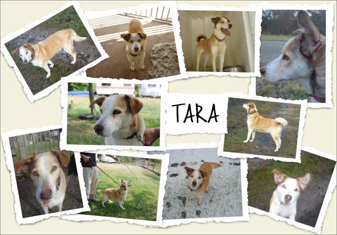 TARA x Husky, (f) 2004  yeux vairons  REF:33 ADOPTEE - Page 2 Fiche_10