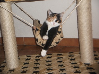 (retrouvée) Perdu KITTY jeune chatte tricolore pucée VALENSOLE (04) 21/02/2012 Dscf6727