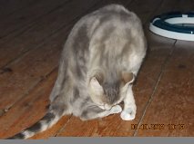 • FREYJA, européenne gris tabby beige, 1 an et 1/2 - F Getatt47