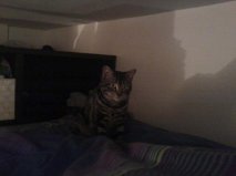 • [SAUVETAGE] HENDRICKS, européen brun tabby, 1 an 5mois- M Getatt71