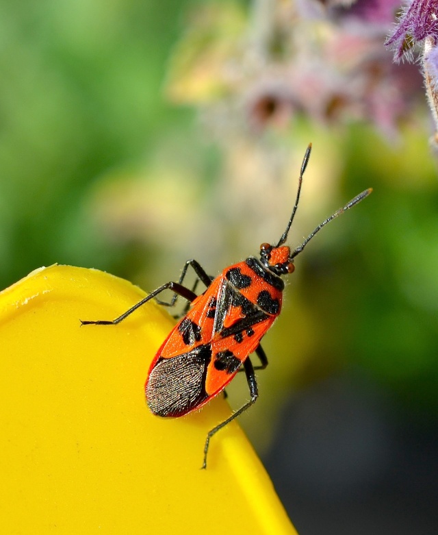 Sortie entomologique ..... dans le jardin  Dsc_0210