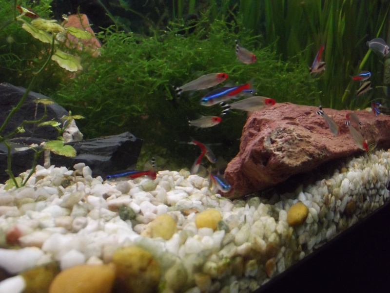  mon 250l pour petit poisson Dscf1110