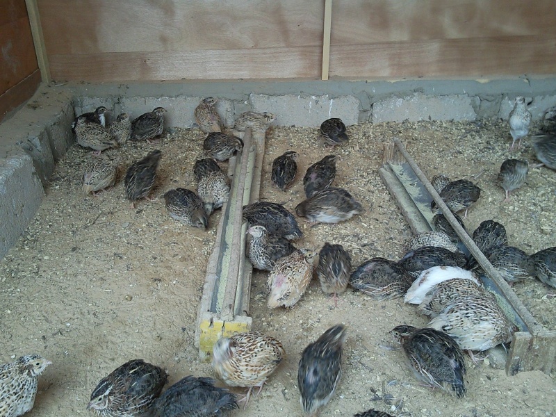 quelques photos de cage pour  poules et cailles au sud de la tunisie  Photo035