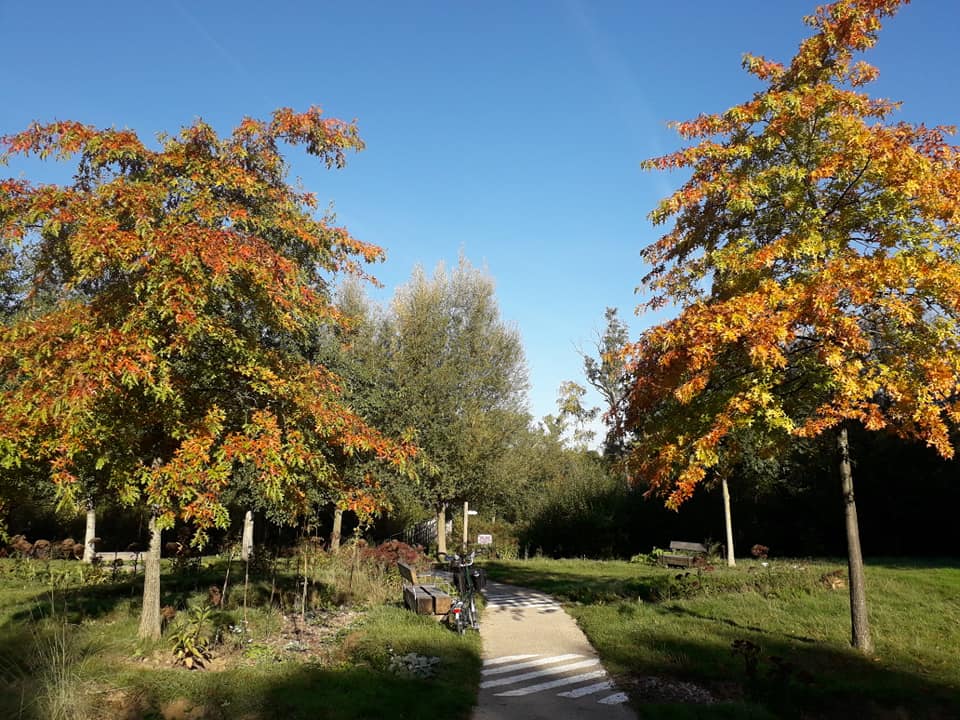 Couleurs d'automne en Picardie 43220510