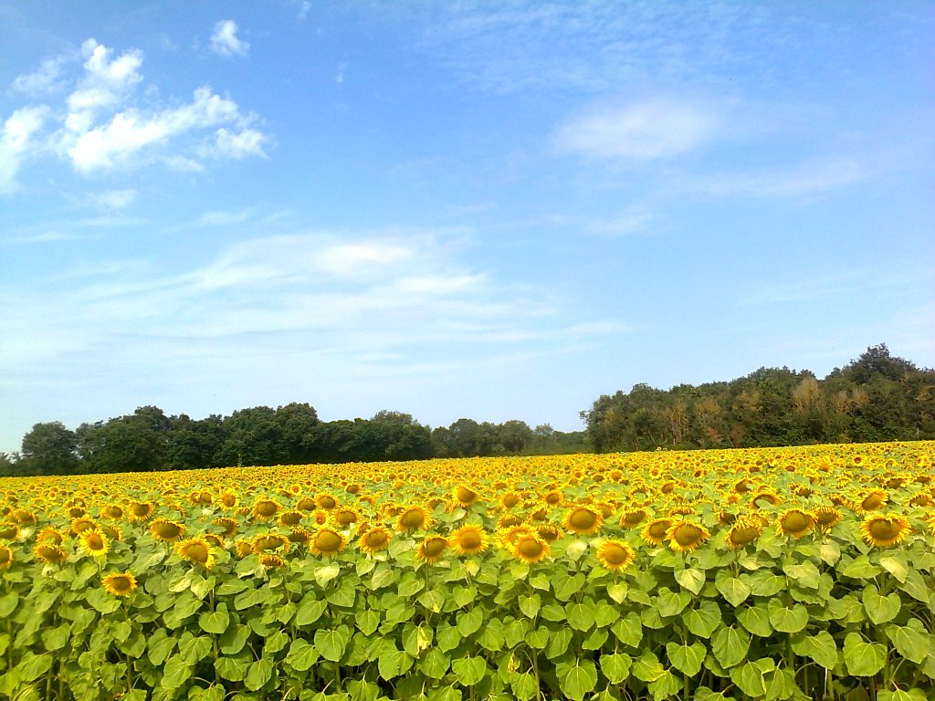 Balade en Poitou-Charentes Photo524