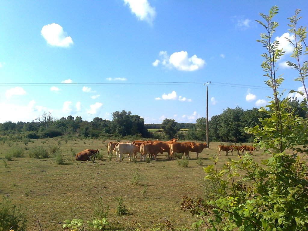 Balade en Poitou-Charentes Photo526