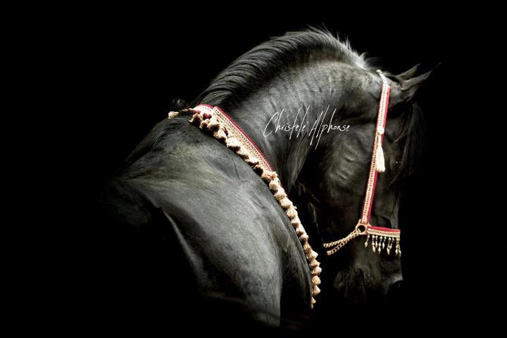 Bébés 2012 | Laurence Of Arabians | Auvergne  Za10