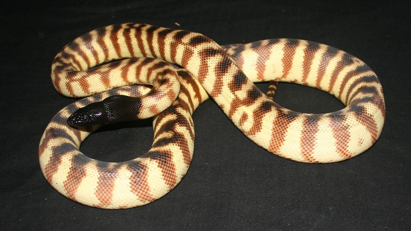 Aspidites Melanocephalus (Python à tête noire) Kath_b10