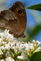 Papillons 03072011
