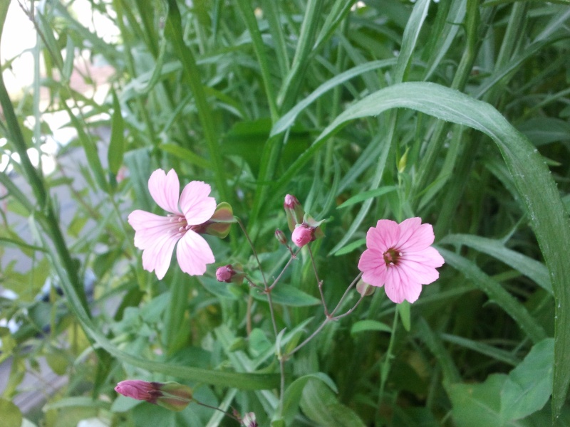 Stéphanie 21  : mon petit balcon 2012-030