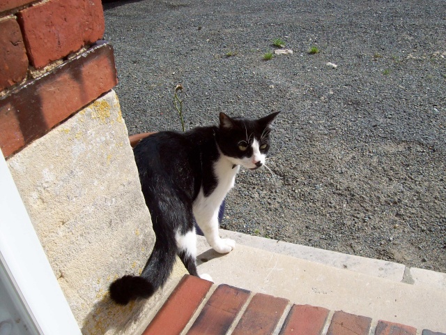 CHIPIE, femelle noire et blanche, 2 ans - Page 2 100_1513