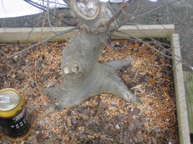 Hackberry--Celtis occidentalis:  Suggestions? Img_2414