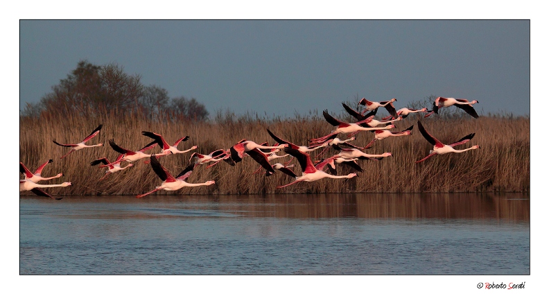 Per chi pensa alla Camargue Fenico16