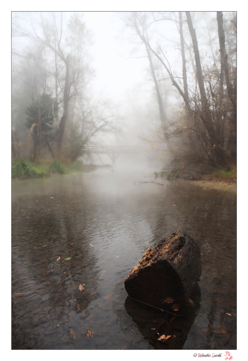 Il bosco magico Nebbia10