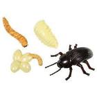 Care and Breeding of Feeders Meals11