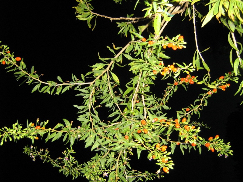 goji du maroc 00510