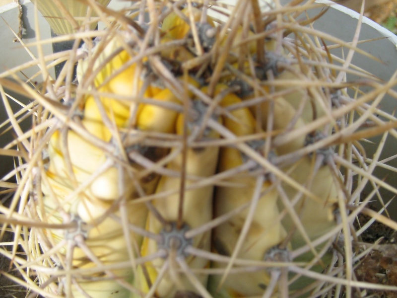 Bilan hiver 2011/2012 : les plantes après cette vague de froid Gel_fa35