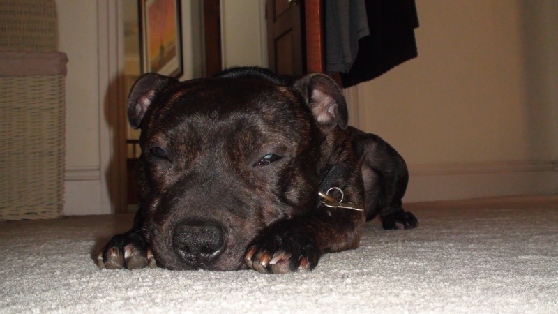 Tucker - Staffie, Dog (2 Years) FOSTERED IN TENBURY WELLS  - Page 2 Dsc01410