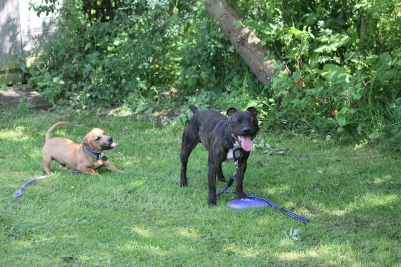 Tucker - Staffie, Dog (2 Years) FOSTERED IN TENBURY WELLS  - Page 5 Jasper10