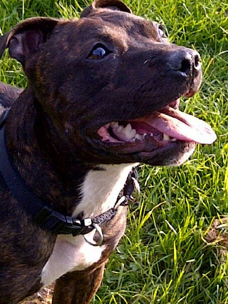 Tucker - Staffie, Dog (2 Years) FOSTERED IN TENBURY WELLS  - Page 5 T310