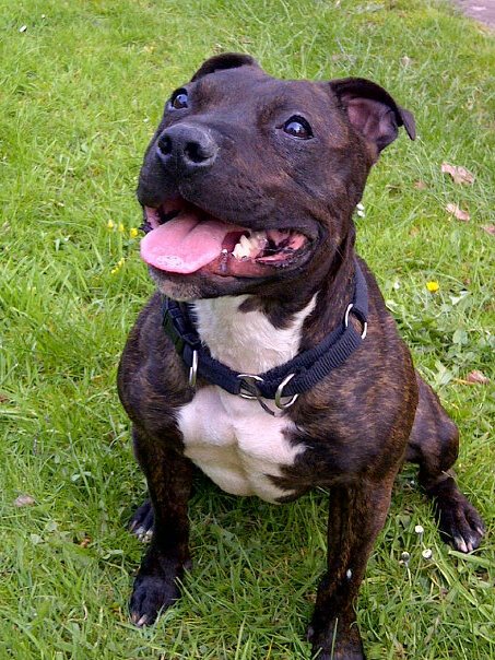 Tucker - Staffie, Dog (2 Years) FOSTERED IN TENBURY WELLS  - Page 5 T610