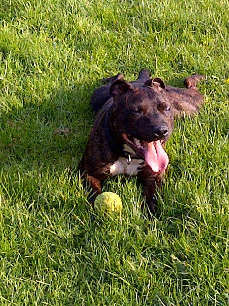 Tucker - Staffie, Dog (2 Years) FOSTERED IN TENBURY WELLS  - Page 5 T710