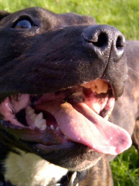 Tucker - Staffie, Dog (2 Years) FOSTERED IN TENBURY WELLS  - Page 5 T810