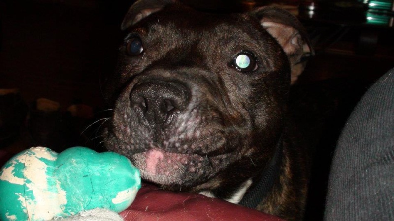 Tucker - Staffie, Dog (2 Years) FOSTERED IN TENBURY WELLS  - Page 2 Tucker13