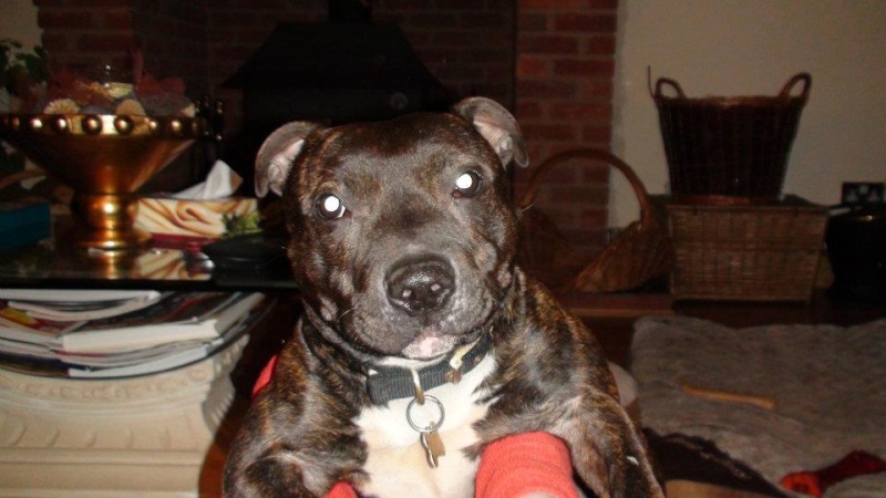 Tucker - Staffie, Dog (2 Years) FOSTERED IN TENBURY WELLS  - Page 2 Tucker14