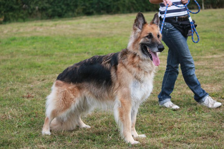 Kaiser - German Shepherd, Dog (6 Years) Keiser10