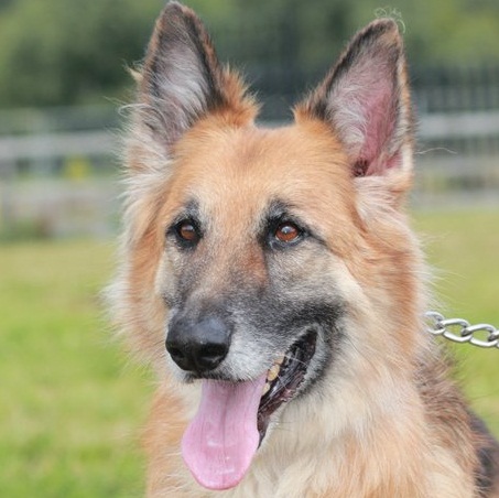 Kaiser - German Shepherd, Dog (6 Years) Keiser12