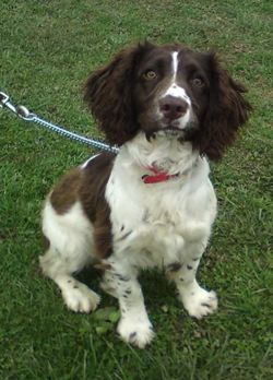 Tess - Springer Spaniel, Bitch (5-6 Months) Nell10