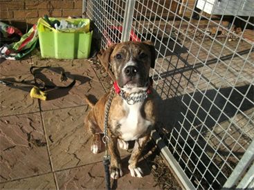 Doopie - Boxer X, Dog (Approx. 6 months) Tigger10