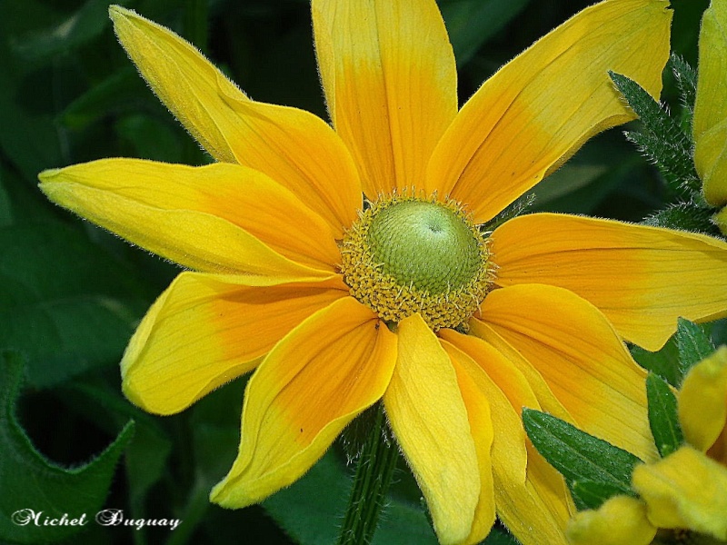  Belle de toujours et teste la  Macro  20110711