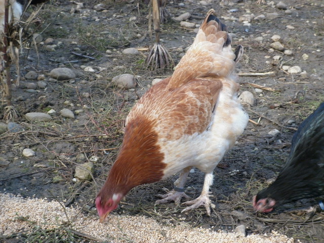 mes marans Oct20110