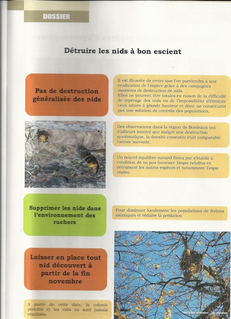 ce qu'il faut savoir avant de détruire un nid de vespa velutina nigrithorax Numari12