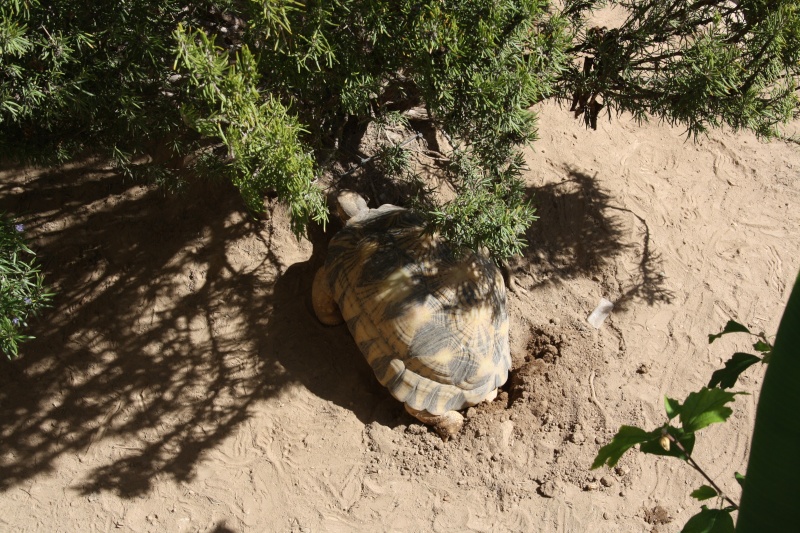  oeufs Pogona13