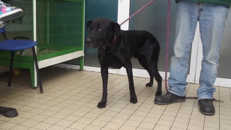 box 43 labrador noir mâle 3 ans, très gentil (RDE)  4311