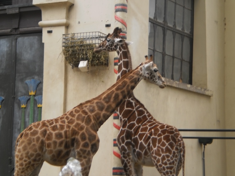 Zoo Anvers (Belgique) P7300214