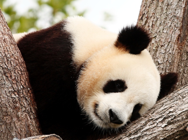 Les pandas de Beauval _mg_1510