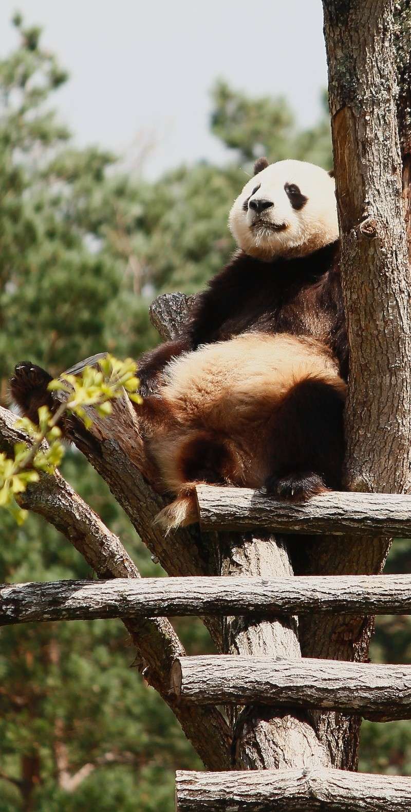 Les pandas de Beauval _mg_1511